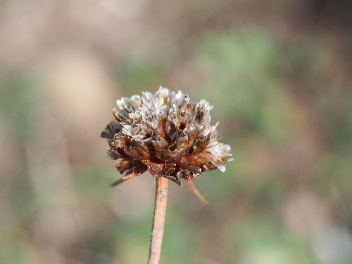 Thrift, Jersey fruit